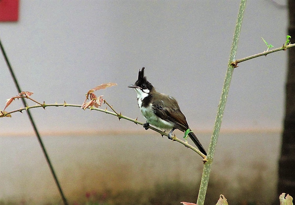 Red-whiskered Bulbul