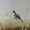 Red-whiskered Bulbul