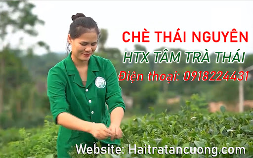 Hai Tra Tan Cuong assistant
