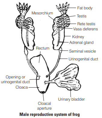 Solution Image