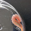 Polychaete worm