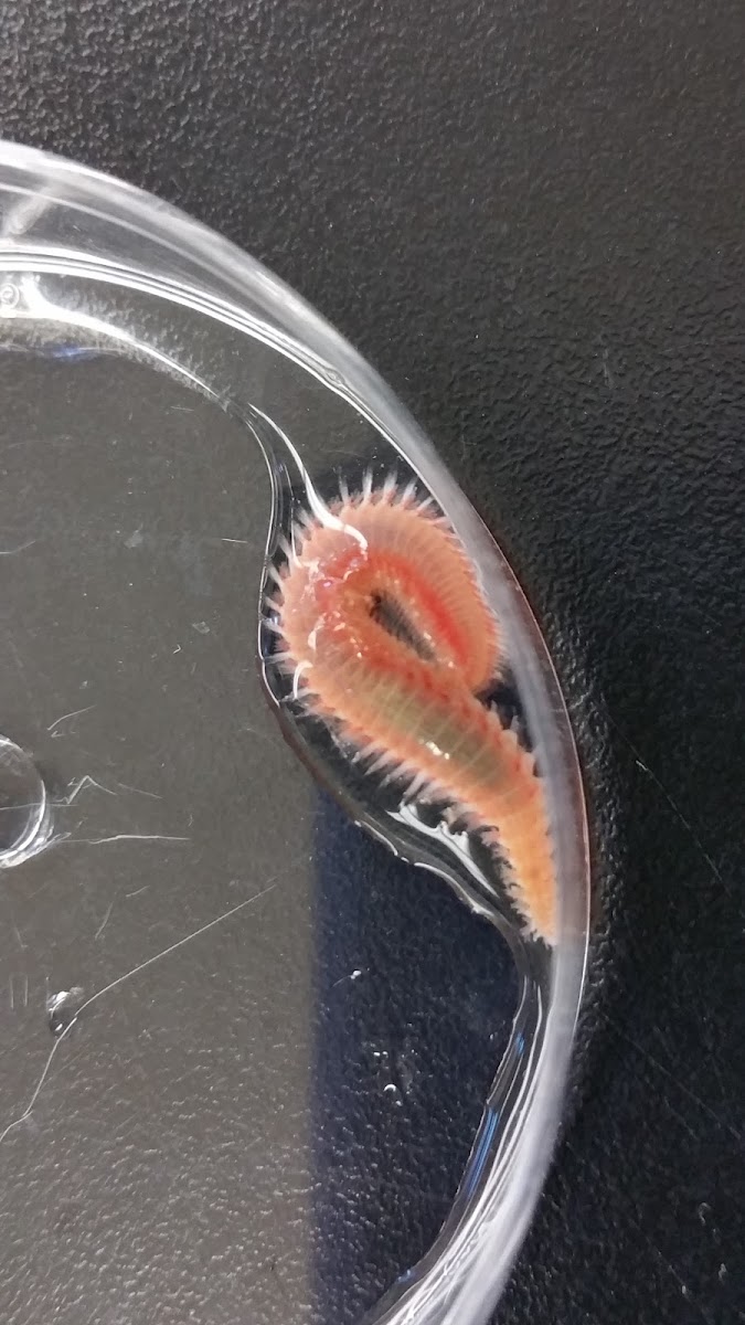 Polychaete worm