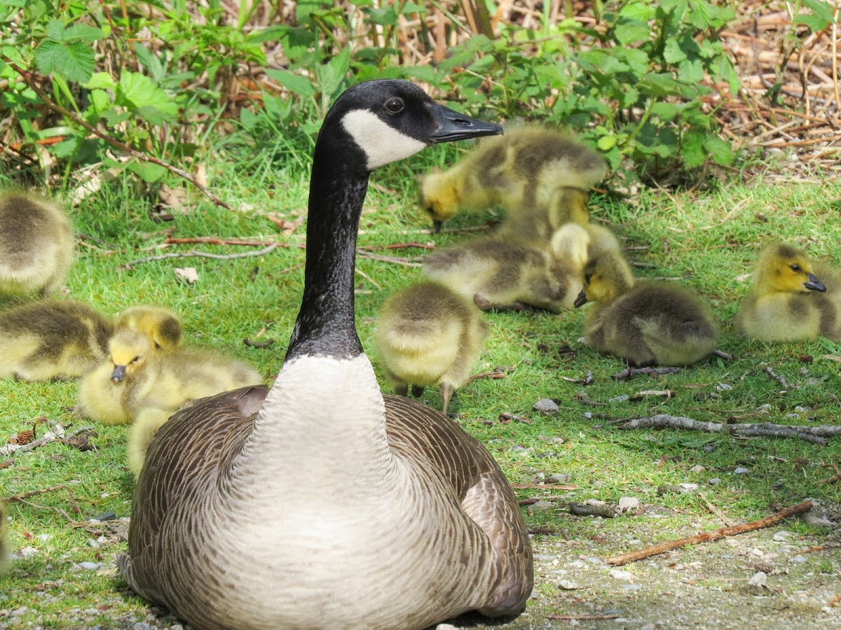 Canada Geese