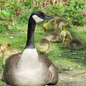 Canada Geese