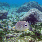 Foureye Butterflyfish