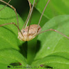 Harvestman