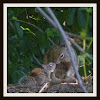 California Ground Squirrel