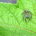 jumping spider