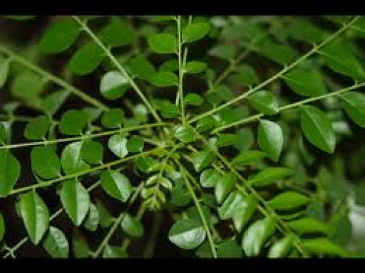 Aromatic leaves..available fresh or dried in Indian green grocers or supermarkets