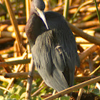 Little Blue Heron