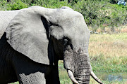 File picture of an elephant. Zimbabwe has the second-largest elephant population in the world and is considering culling to reduce the 100,000-strong population.