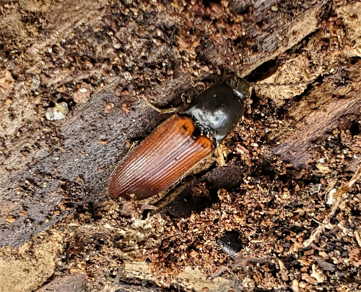 False Click Beetle