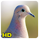 Download Pigeon Wallpaper For PC Windows and Mac 1.0