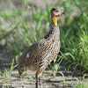 Spurfowl - Yellow-necked Spurfowl