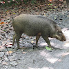 Wild Boar