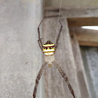 Garden cross orb Weber spider