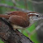 Carolina wren