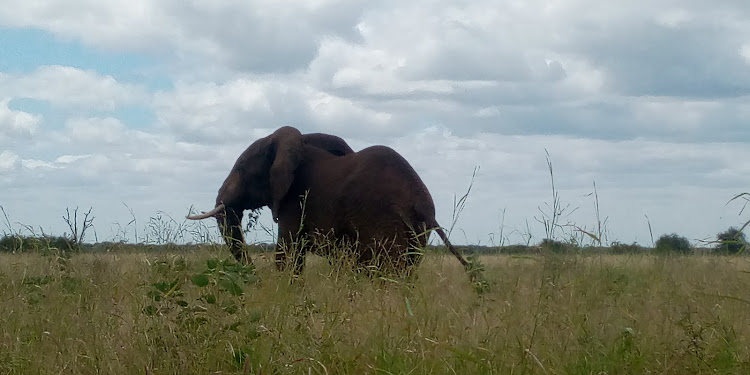 An African elephant roams alone at the Meru National Park