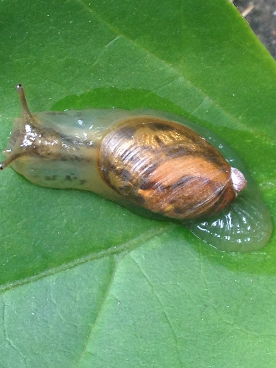 Snail