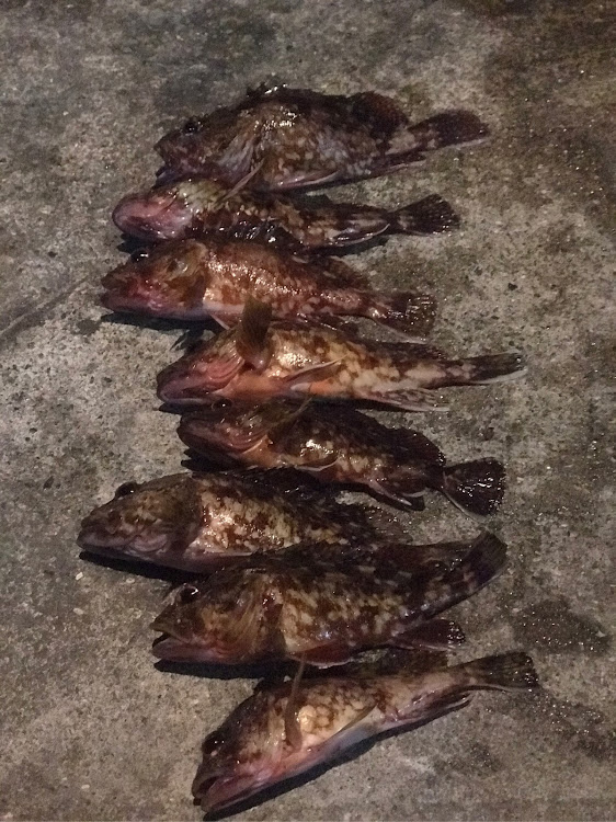 ヴェルファイアのヴェルファイア・雨続き・穴釣り・カサゴ・エッグアームに関するカスタム事例の投稿画像5枚目