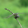 Common Clubtail Dragonfly