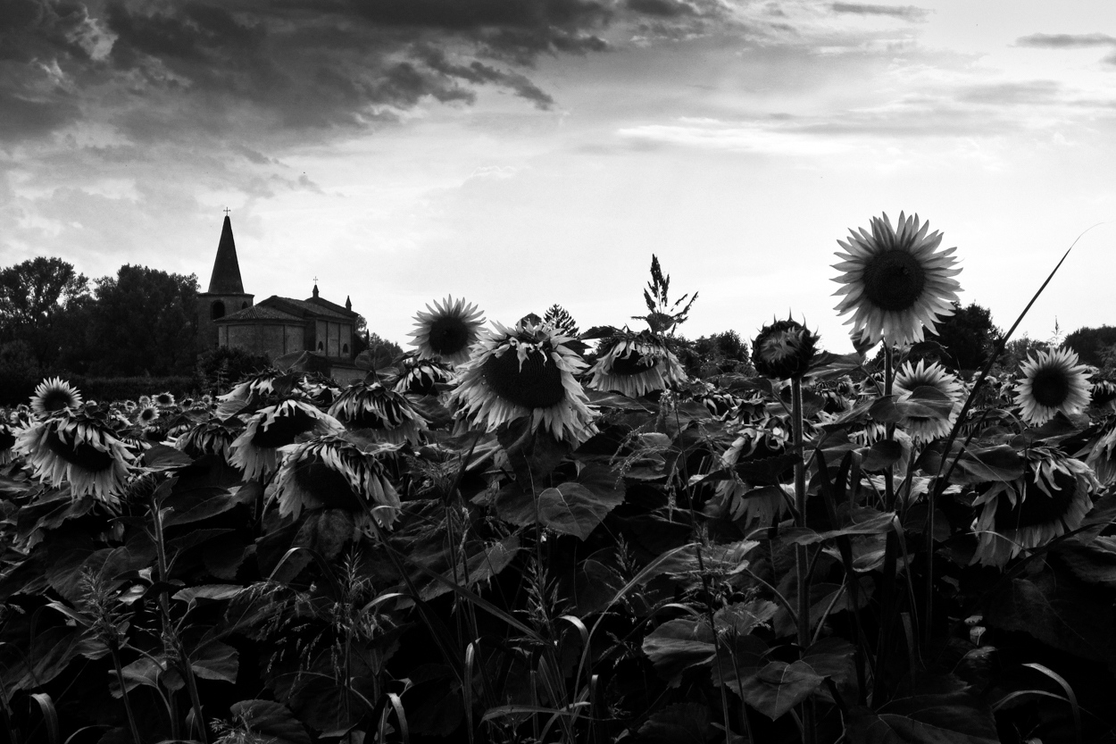 Campo di girasoli di Mango982