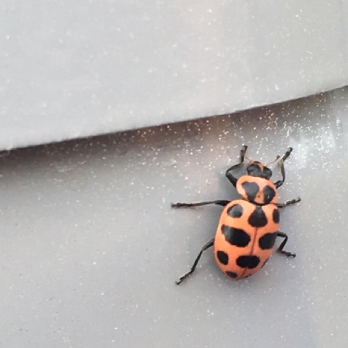 Spotted lady beetle