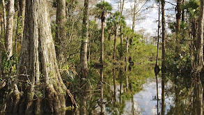 The Everglades and the Congaree Bottomland thumbnail
