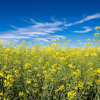 Giallo e Blu di primavera di 