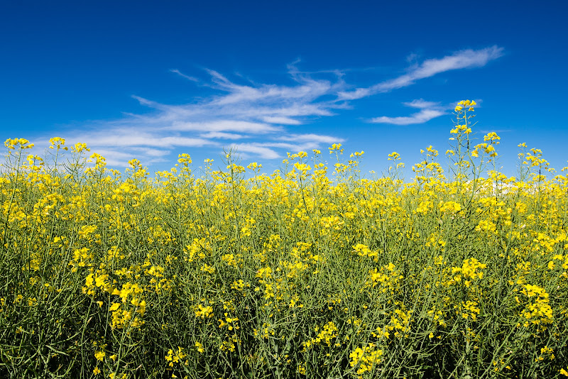 Giallo e Blu di primavera di mtre