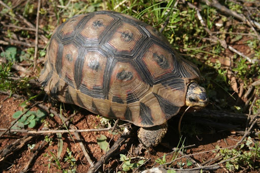 Tortoise Wallpapers HD FREE