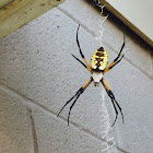 Black and Yellow Garden Spider