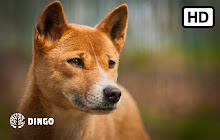 Dingo Dog HD Wallpaper New Tab small promo image