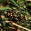 Yellow Garden Spider