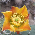 Prickly Pear Cactus