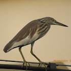 Indian Pond Heron