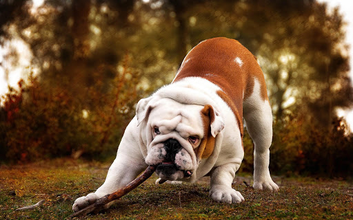 Bulldog Live Wallpaper