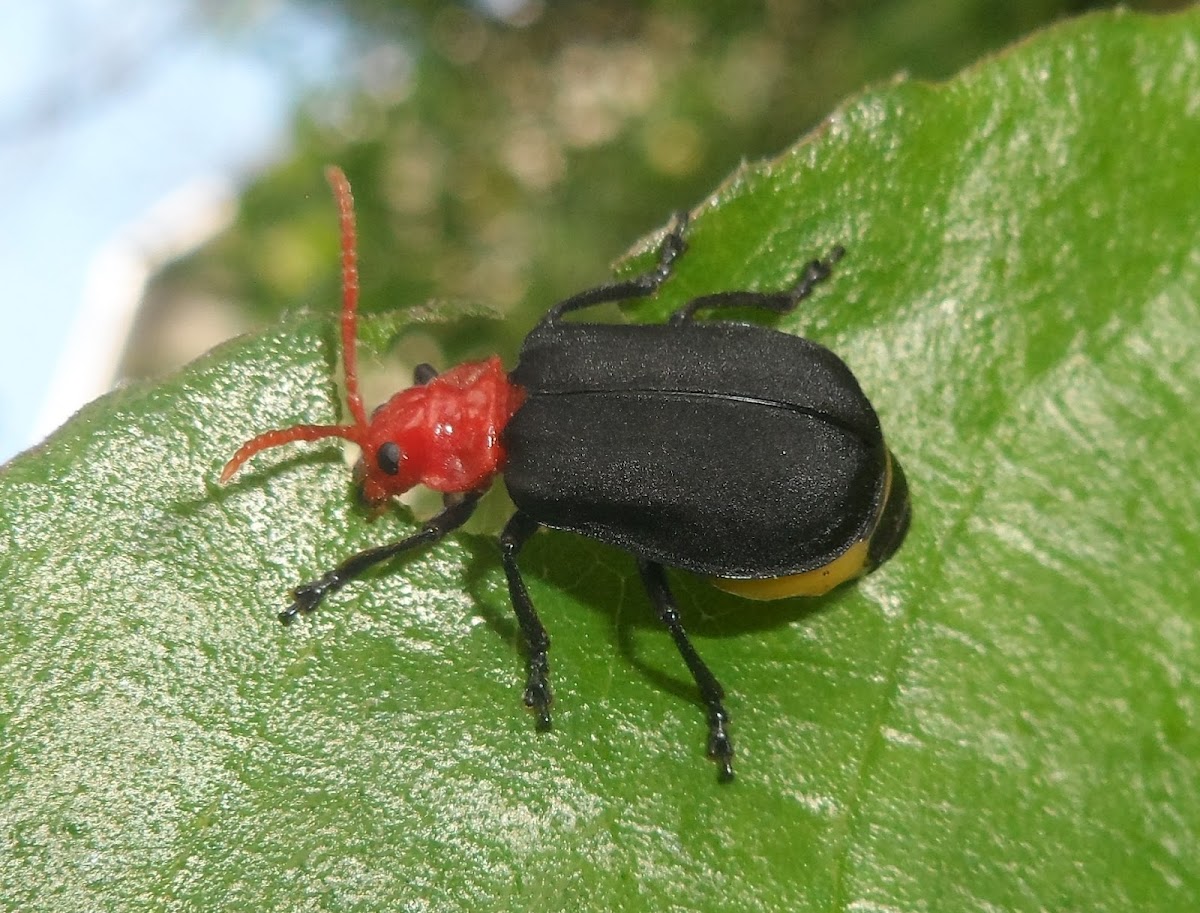 Cecropia leaf beetle