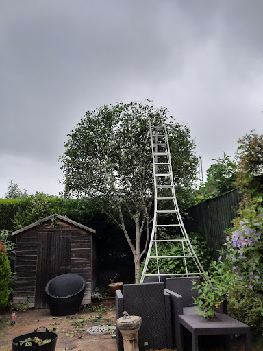 Delicate pruning work on an ornamental Himalayan Birch tree