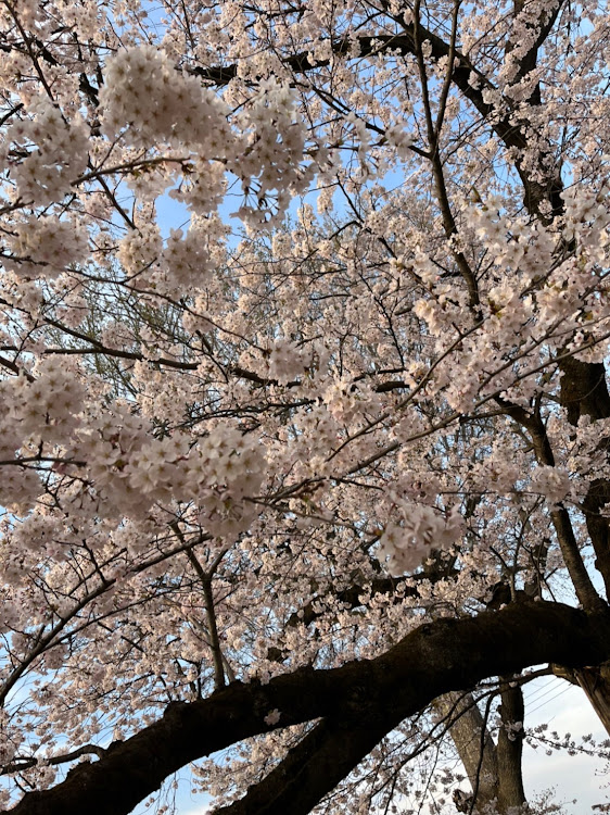 アルファードのアルファード10系後期・桜とコラボ🌸・春の交通安全週間・スノボに関するカスタム事例の投稿画像2枚目