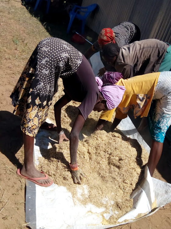 Nooseiya group members grind prosopolis pods and mix them with grass for animal feed.