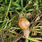 Burgundy Snail