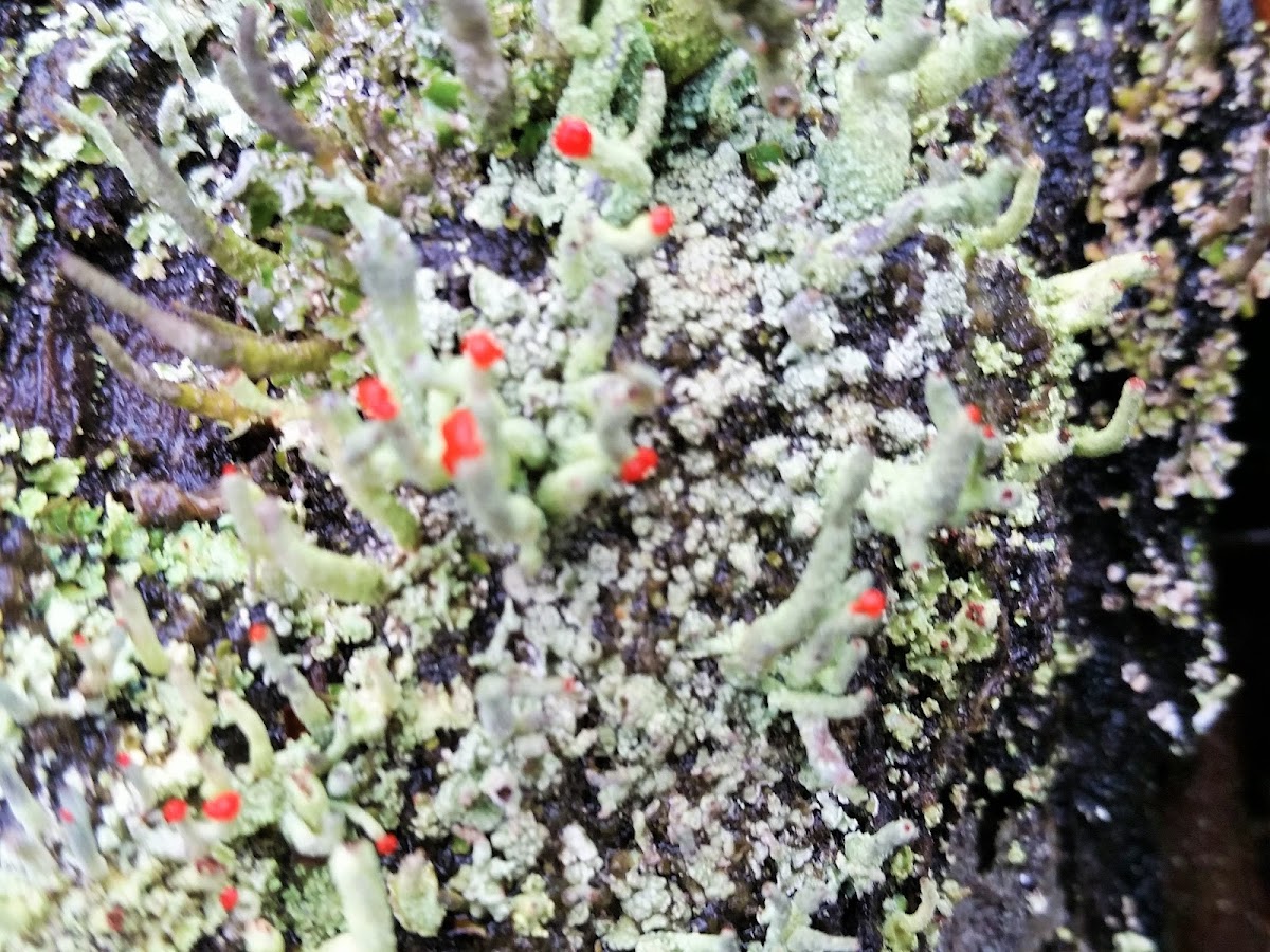 British soldier lichen