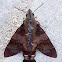 Dark Hummingbird Hawkmoth