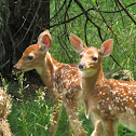 White-tailed Deer