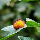 Hedgehog Gall