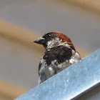 House sparrow (male)