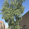 Eastern Cottonwood