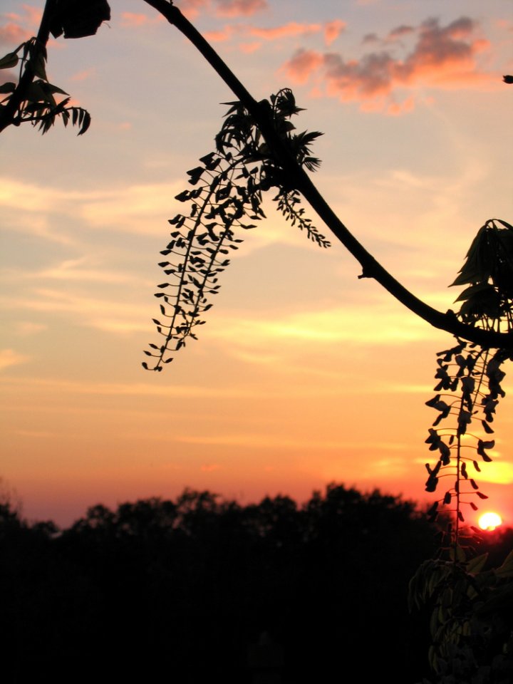 Il sole va a dormire tra i fiori di vanilla