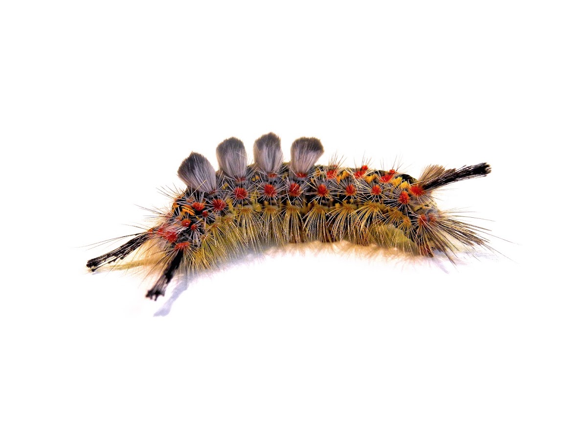 Western Tussock Moth